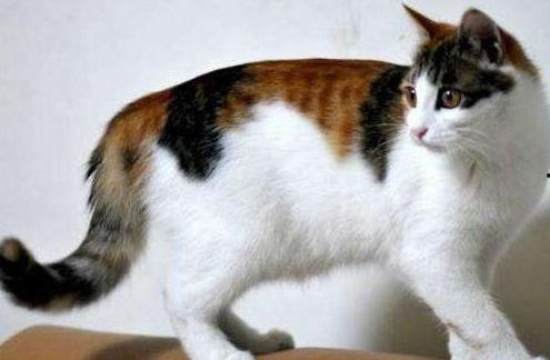 娱乐吃瓜酱三花猫,娱乐吃瓜酱的趣味生活揭秘